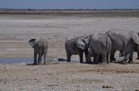 Namibia - Etosha Nationalpark