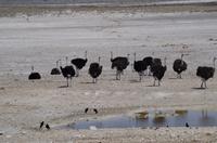Namibia - Etosha Nationalpark