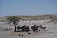 Namibia - Etosha Nationalpark - Gnus