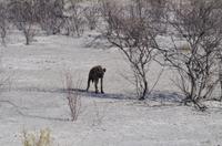 Namibia - Etosha Nationalpark - einsame Hyäne