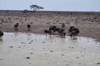 Namibia - Etosha Nationalpark
