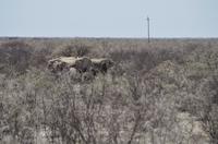 Namibia - Etosha Nationalpark