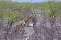 Namibia - Etosha Nationalpark - Giraffe