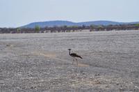 Namibia - Etosha Nationalpark - Riesentrappe
