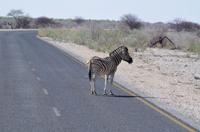 Namibia - Etosha Nationalpark - Zebrastreifen