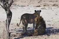 Namibia - Etosha Nationalpark