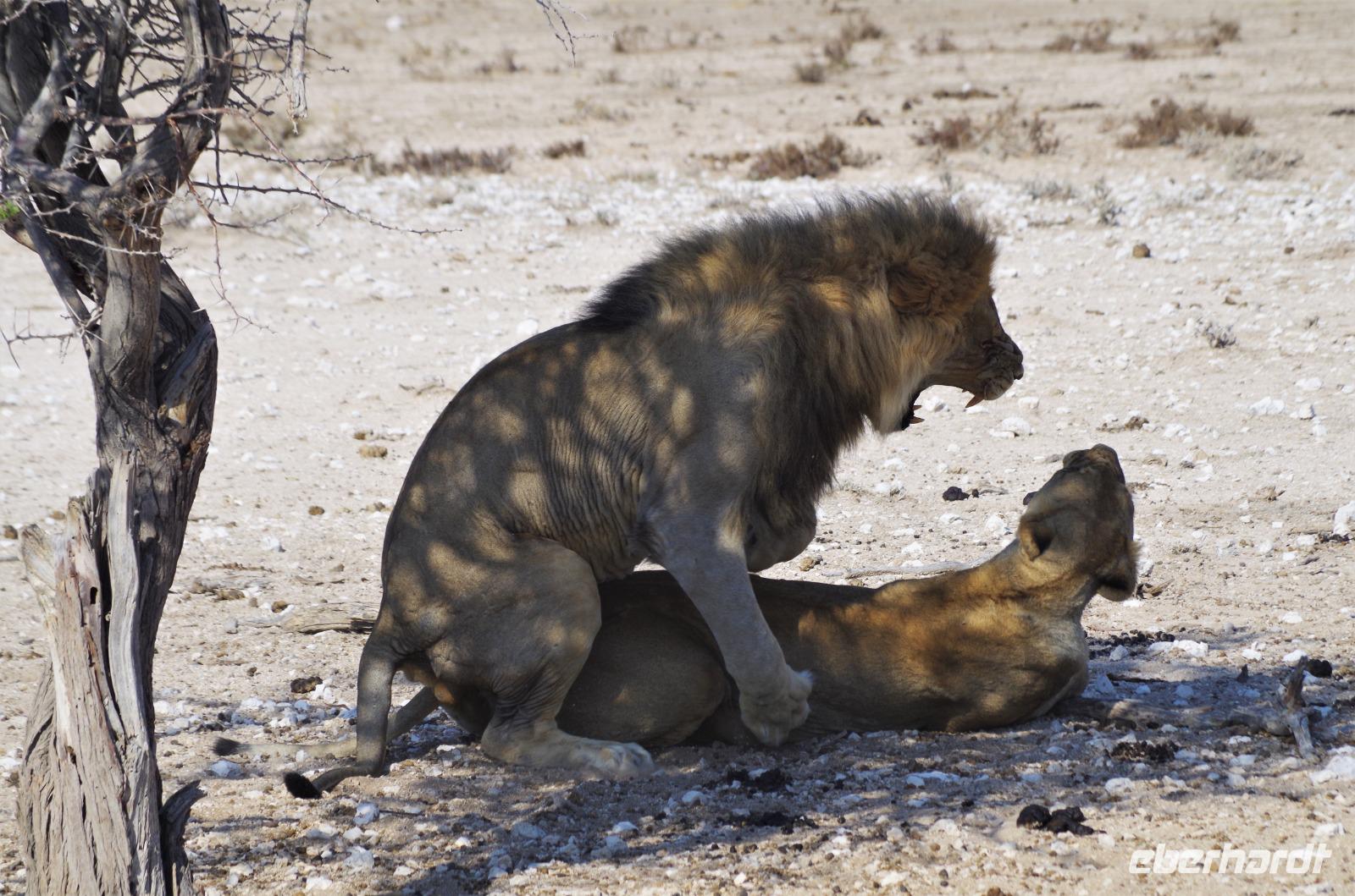 Namibia - Etosha Nationalpark - Löwengebrüll