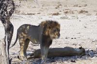 Namibia - Etosha Nationalpark