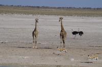 Namibia - Etosha Nationalpark