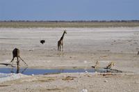 Namibia - Etosha Nationalpark
