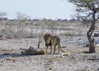 Namibia - Etosha Nationalpark