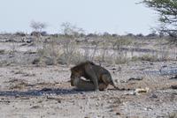 Namibia - Etosha Nationalpark