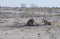 Namibia - Etosha Nationalpark