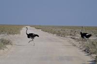 Namibia - Etosha Nationalpark