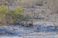 Namibia - Etosha Nationalpark - Steinböckchen