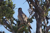 Namibia - Etosha Nationalpark - Weißburzelsinghabicht