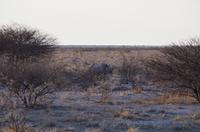 Namibia - Etosha Nationalpark - Spitzmaulnashorn