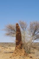 Namibia - Termitenturm