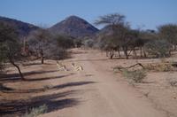 Namibia - Pirschfahrt im Reservat