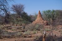 Namibia - Pirschfahrt im Reservat