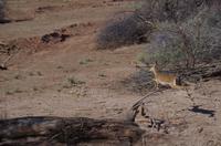 Namibia - Pirschfahrt im Reservat