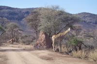 Namibia - Pirschfahrt im Reservat