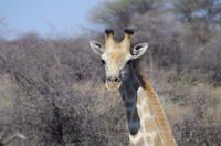 Namibia - Pirschfahrt im Reservat - Giraffe