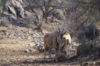 Namibia - Pirschfahrt im Reservat - Eland-Antilopen