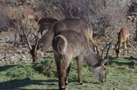 Namibia - Pirschfahrt im Reservat - Wasserbock