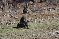 Namibia - Pirschfahrt im Reservat