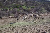 Namibia - Pirschfahrt im Reservat - Bergzebras