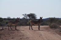 Namibia - Pirschfahrt im Reservat - Zebrastreifen