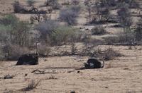 Namibia - Pirschfahrt im Reservat