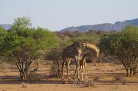 Namibia - Pirschfahrt im Reservat - Giraffe mit Baby