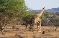 Namibia - Pirschfahrt im Reservat - Giraffe mit 2 Lütten