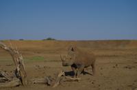 Namibia - Pirschfahrt im Reservat - Breitmaulnashorn