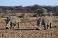 Namibia - Pirschfahrt im Reservat