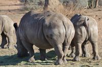 Namibia - Pirschfahrt im Reservat