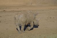 Namibia - Pirschfahrt im Reservat - Breitmaulnashorn