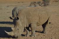 Namibia - Pirschfahrt im Reservat