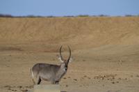 Namibia - Pirschfahrt im Reservat