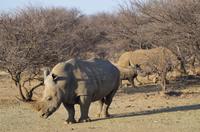 Namibia - Pirschfahrt im Reservat - Nashorn-Familie