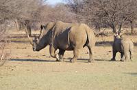 Namibia - Pirschfahrt im Reservat - Nashorn mit Baby