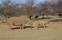 Namibia - Pirschfahrt im Reservat - Nashorn mit Baby
