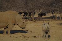 Namibia - Pirschfahrt im Reservat