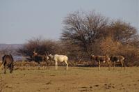 Namibia - Pirschfahrt im Reservat - weiße Kuhantilope