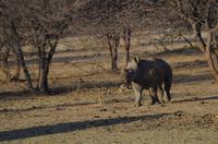 Namibia - Pirschfahrt im Reservat - Nashorn-Baby