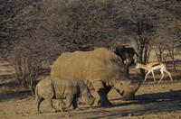 Namibia - Pirschfahrt im Reservat