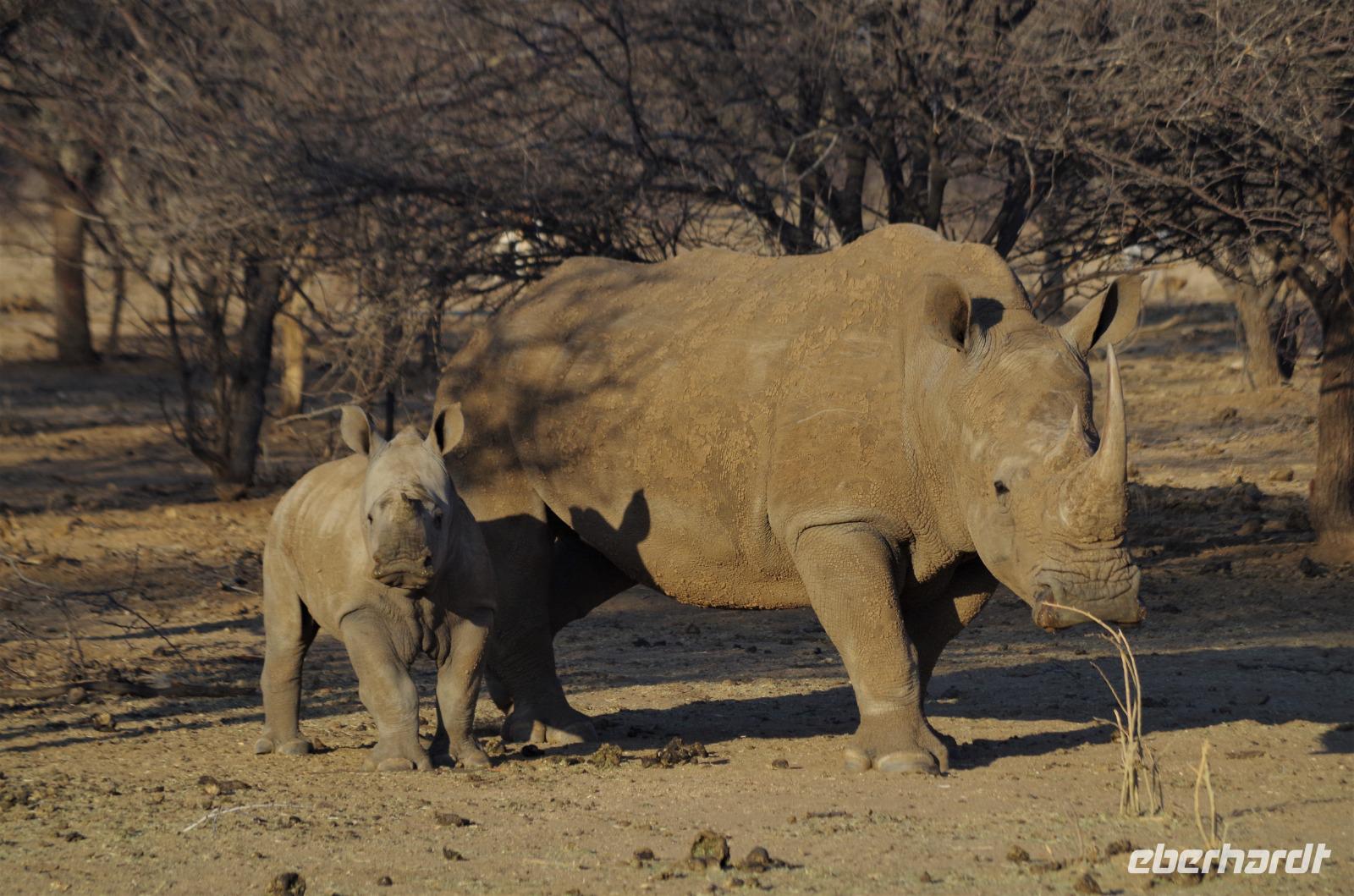 Namibia - Pirschfahrt im Reservat - Nashorn mit Baby