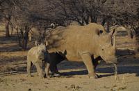 Namibia - Pirschfahrt im Reservat - Nashorn mit Baby